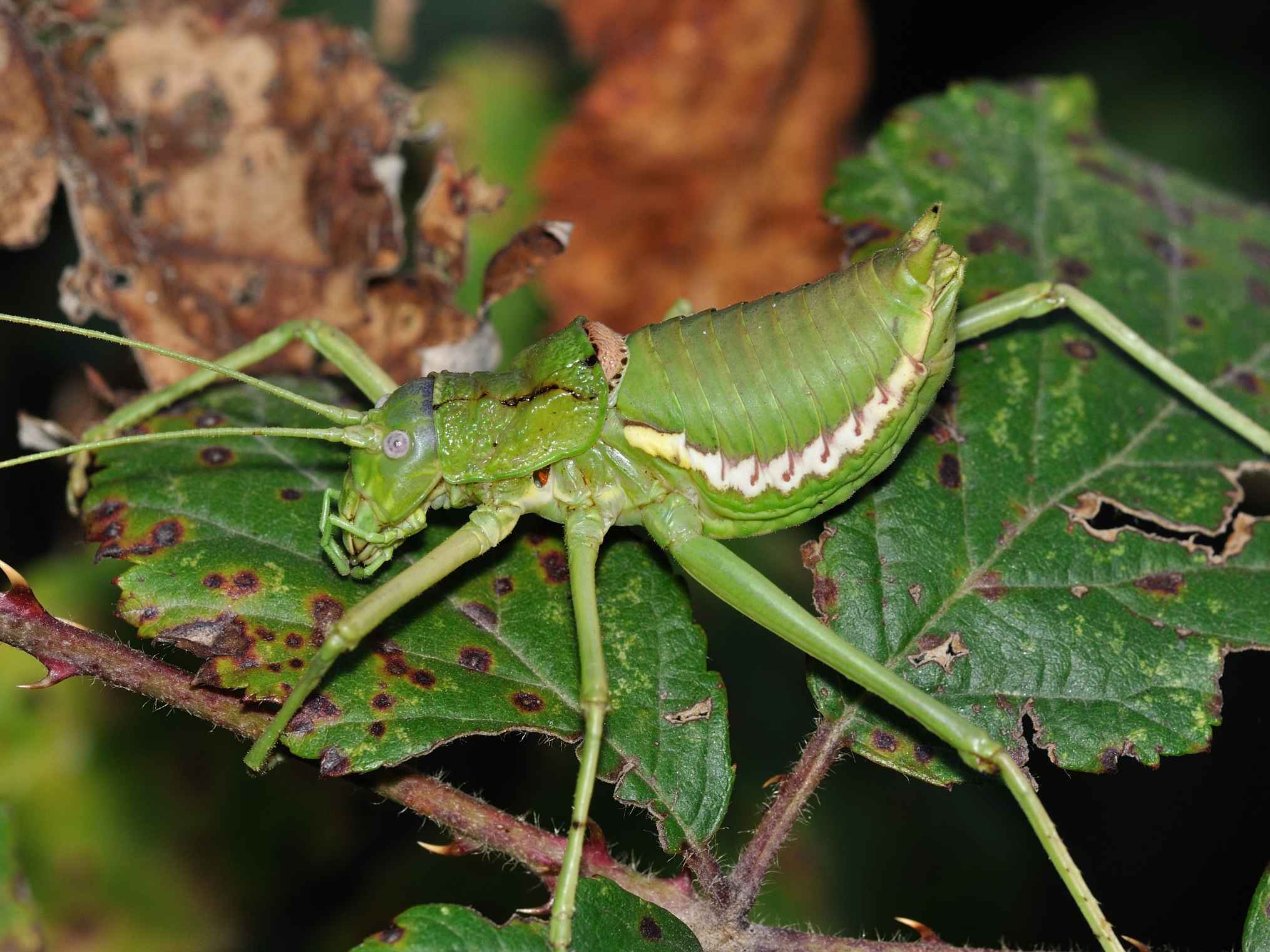 Uromenus sp.